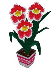 Miltonia Orchid